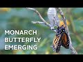 Monarch Butterfly Emerging from Chrysalis — The Nature Tapes