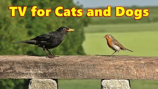 Cat and Dog TV Fun ~ Videos for Cats and Dogs to Watch ⭐ 8 HOURS ⭐ by Paul Dinning 8,511 views 2 weeks ago 8 hours, 11 minutes