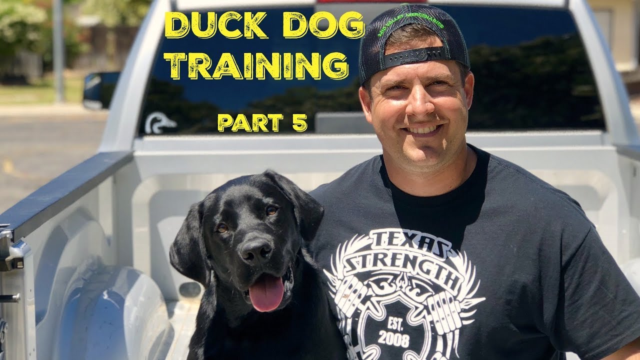 Training my DUCK DOG Pt. 5 YouTube