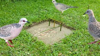 Hunting Dove || Home make trap for caught Dove
