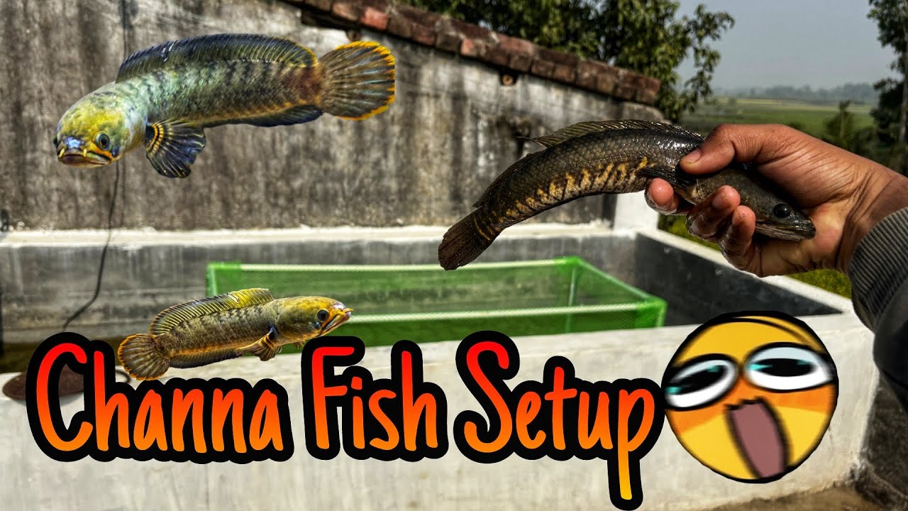 Beautiful Channa Fish Unboxing | Rare Snakehead Fish for Aquarium
