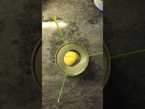 Avocado From Seed زراعة الافوكادو من البذور 