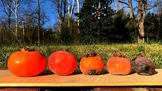 Persimmon: 5 types of persimmon fruit and our favorite ones!