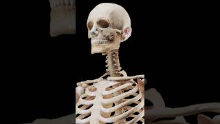 Medically accurate 3d model of the human skeleton