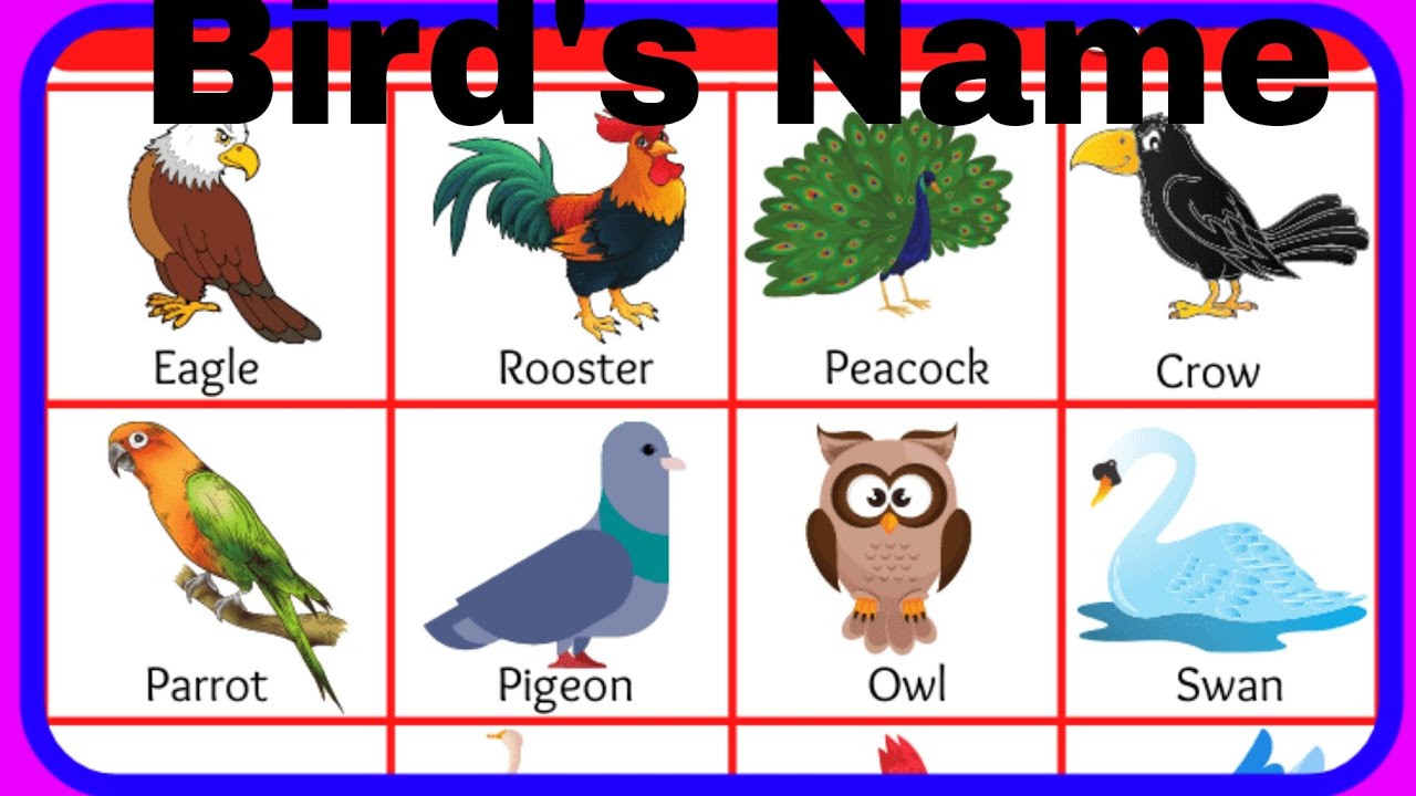 Birds Name In English Name Of Birds Pakshiyon Ke Name Birds 10 birds-name-in-english-name-of-birds-pakshiyon-ke-name-birds-10