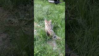 kittens fight #kitten #funny