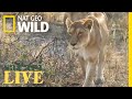 Safari Live - Day 5 | Nat Geo WILD