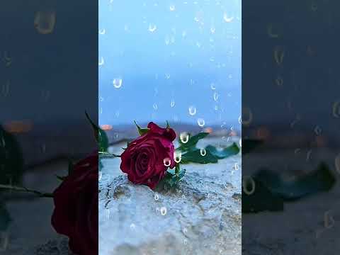 قال يحيى بن معاذ رحمه الله مفاوز الدنيا ت قطع بالأقدام ومفاوز الآخرة ت قطع بالقلوب