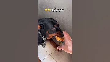 قبييييحة على حاجتها أنا كيعجبني نعلمها هاد لعيبة Dog Rottweiler Pitbull Doberman Malinois 