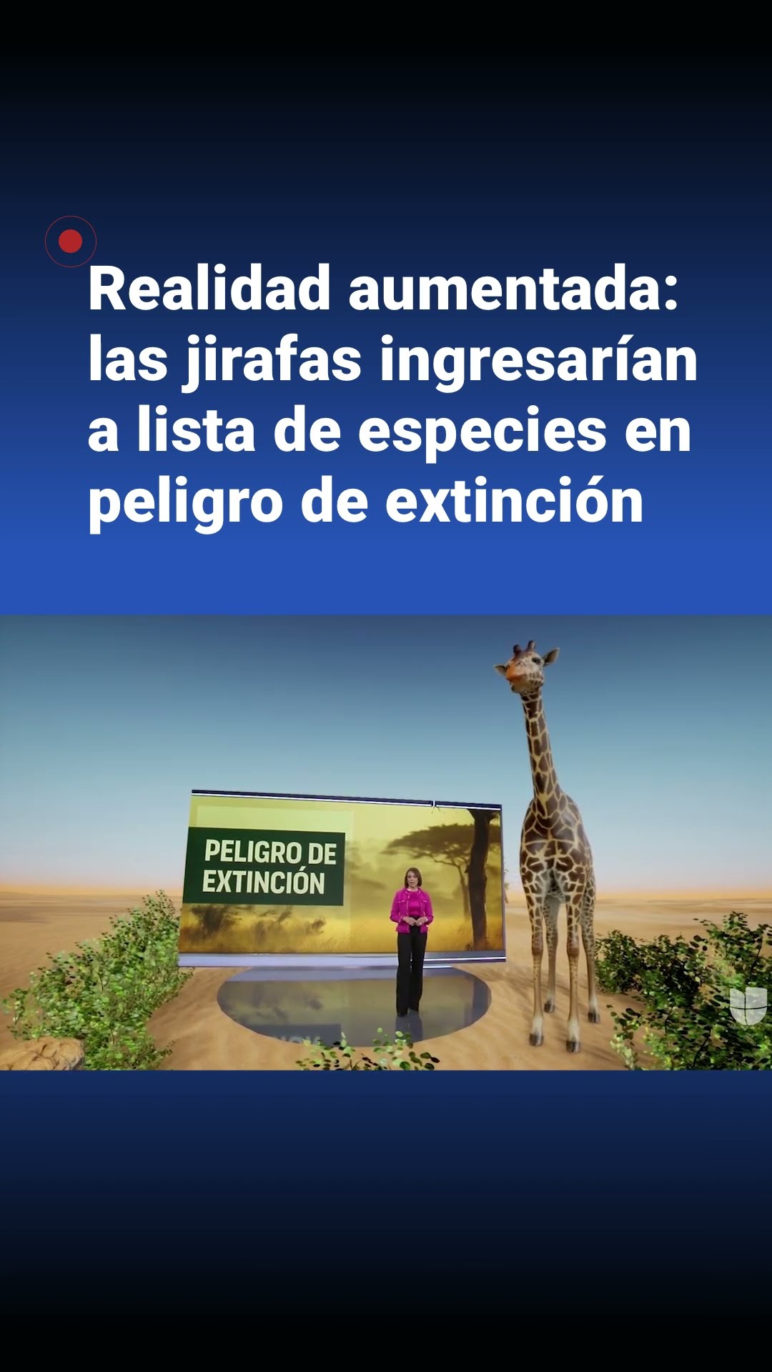 Las jirafas podrían ingresar a la lista de las especies en peligro de extinción