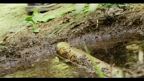 Forensic Files   10x32   Garden Of Evil