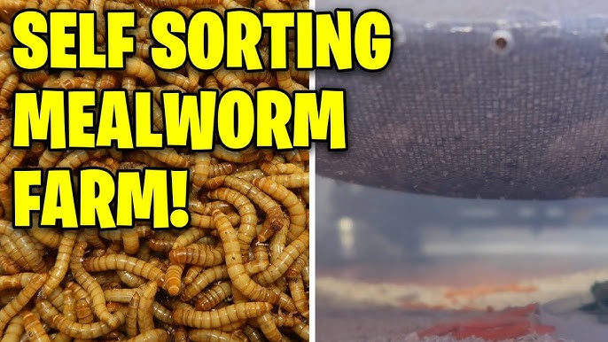 Beetle Self-Sorting Tray – Space Coast Mealworms