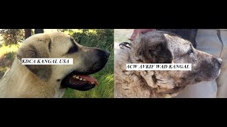American Or Turkish ? Which One Is True Kangal? Amerikan Mı Türk Mü? Hangisi Doğru Kangal?