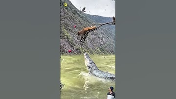 Momen Menegangkan: Monyet di Pohon, Buaya Menunggu di Bawah 🐒🐊🌳
