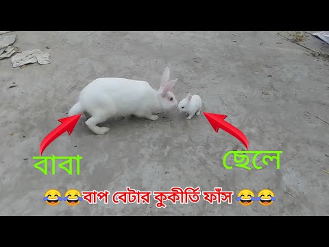 ভিডিও: তাদের গ্রীষ্মের কটেজে খরগোশ পালন করা