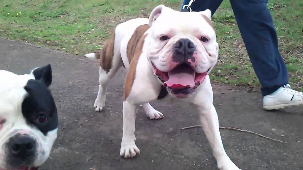 old tyme bulldog cross staffy