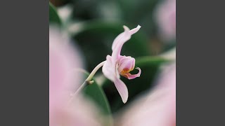 Download Lagu Rasta Skies MP3