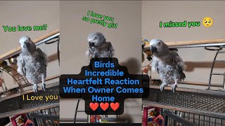 Birds Sweet Heartfelt Reaction when Owner Comes Home 🥺❤️ #animals #pets #birds #funny #cute #amazing