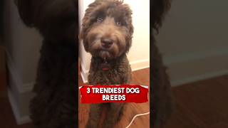 3 Trendiest Dog Breeds   #animals #dog #fyp #richyanimals