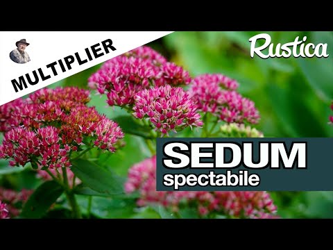 Vidéo: Séparer les plantes Sedum - Comment et quand diviser Sedum