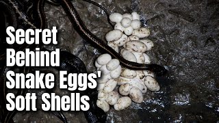 EXPOSED The 300-Million-Year Secret Behind Snake Eggs' Soft Shells screenshot 5