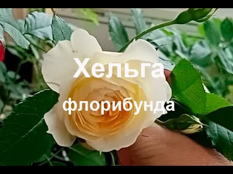 Роза флорибунда Хельга