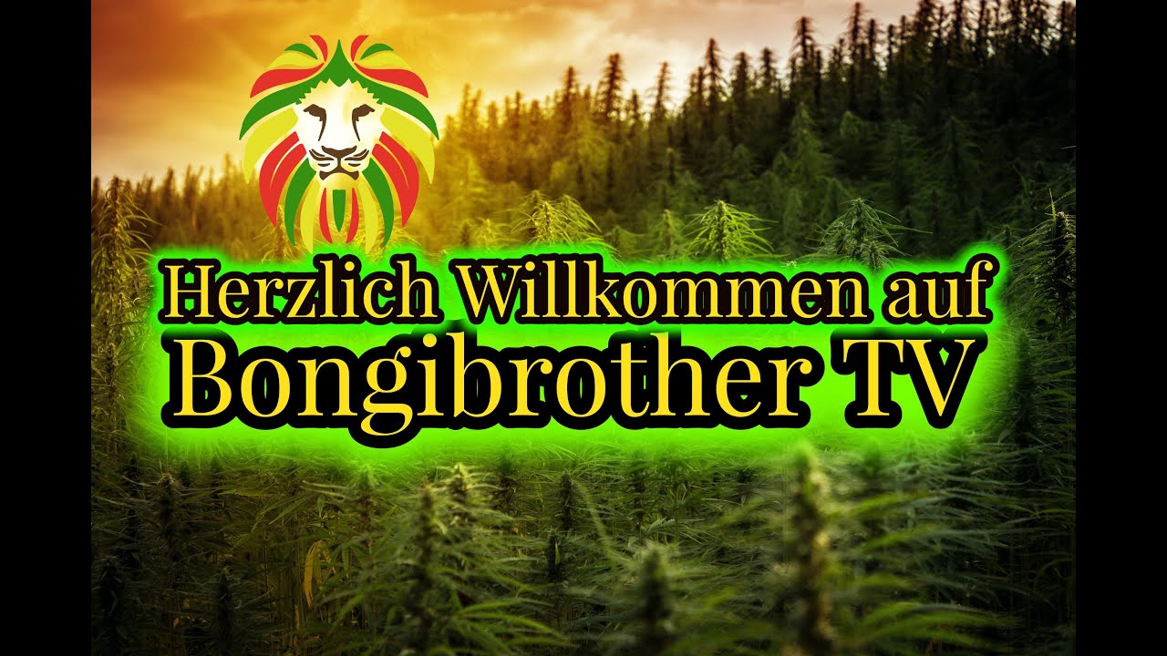 BONGIBROTHER TV