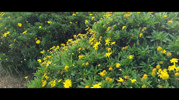 Cánh Đồng Hoa Cẩm Tú Cầu Du Lịch Đà Lạt 2