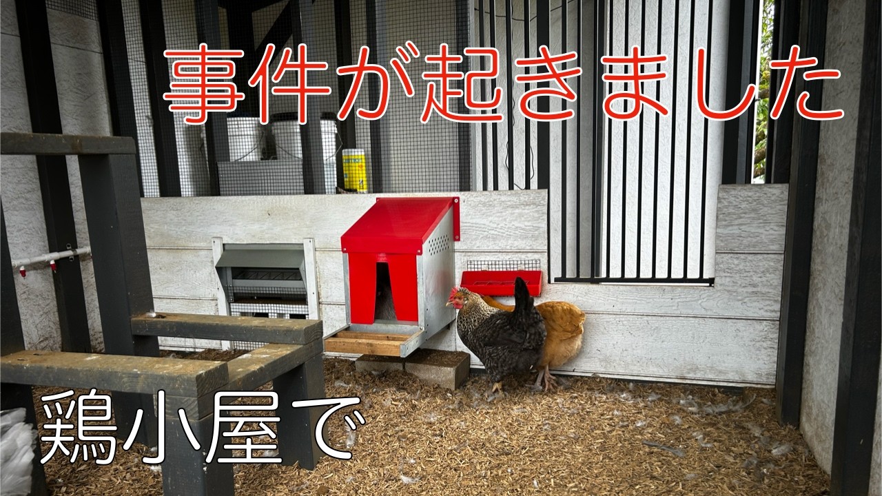 There were incidents in my chicken coop...