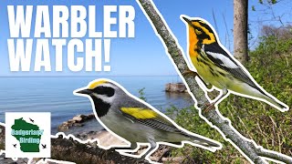 Warbler Watch! Epic Quest to Find as Many Warbler Species as Possible