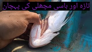 |A grade fish|B grade fish me pehchan karnay ka tariqa