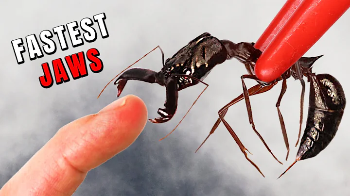 The Fastest JAWS in the Animal Kingdom!