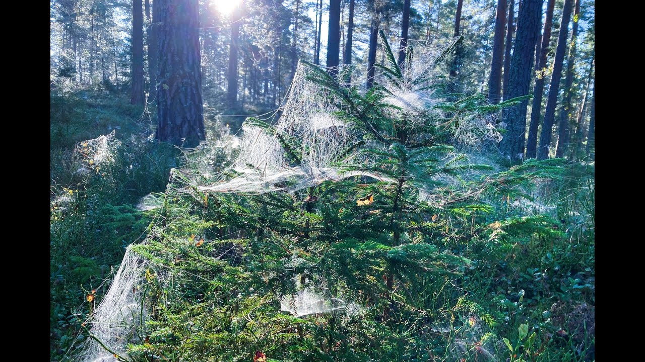 Erland Hagegård - Sången om korsspindeln/Song of the cross-spider/Das Lied von der Kreuzspinne.