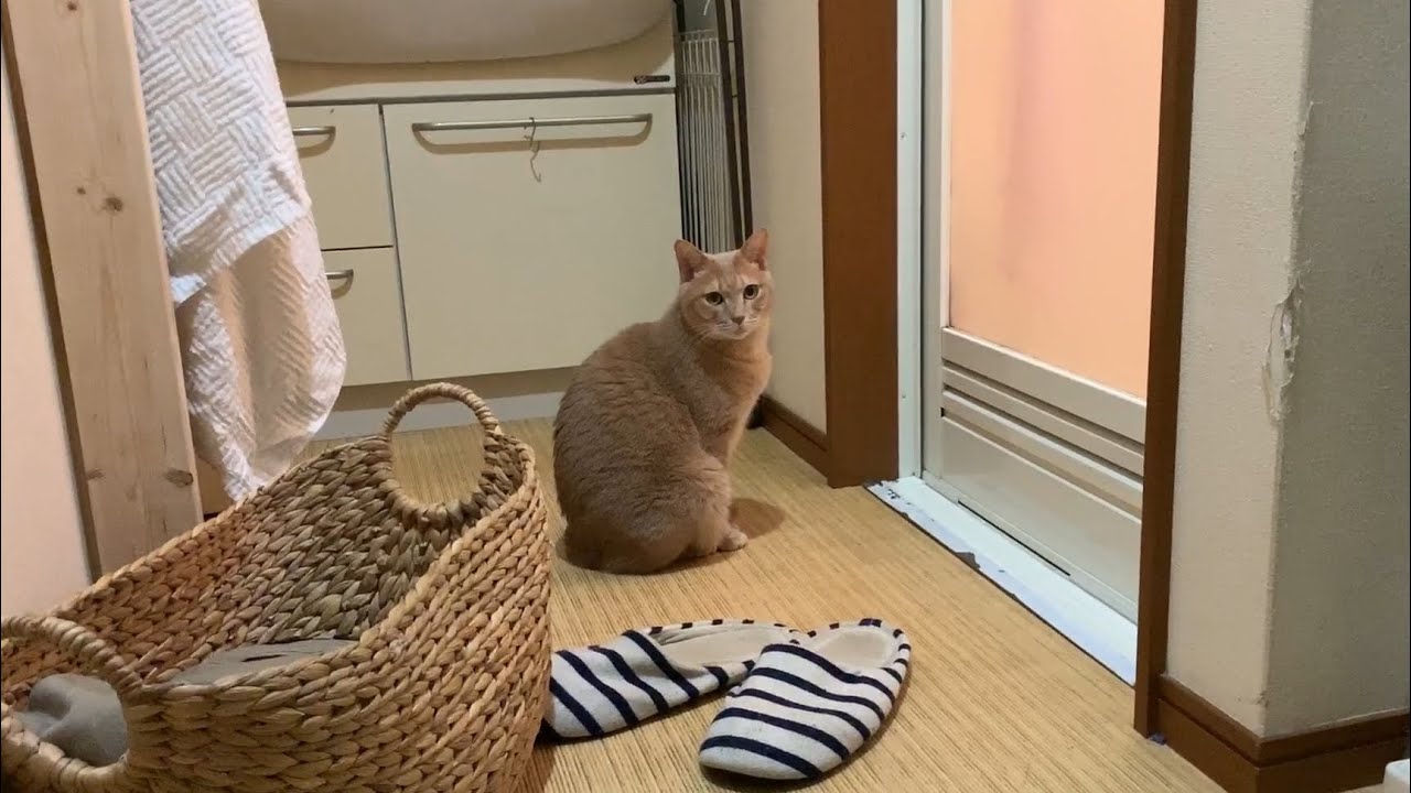お風呂から上がってくるのを健気に待つ猫 Youtube