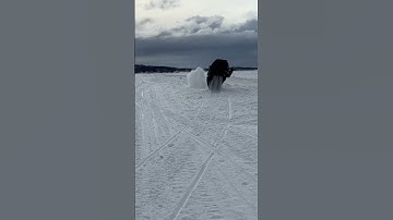 Best sounding Polaris wedge twin ever? 98 xcr 800 mod #shorts #snowmobile #sled #snowmachine #snow