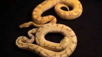 New Ball Python pick up