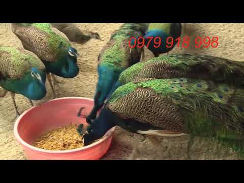 Giá Chim Công Rẻ Nhất 2 | Bán Chim Công Con - Trưởng Thành 0 CÔng Cảnh
