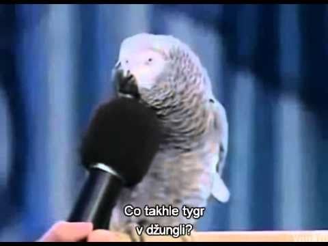 PET STAR Animal planet. Eintstein the Genius Parrot. Genialni papousek