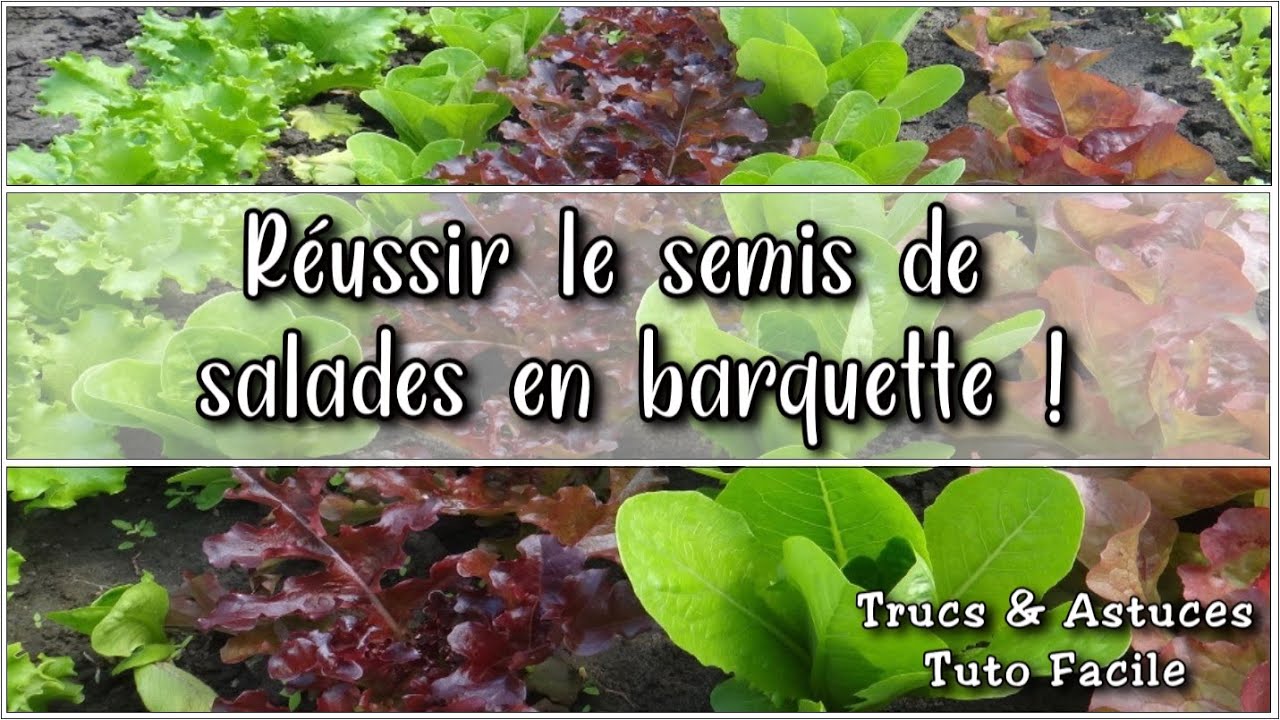 Astuce Pour Repiquer Des Salades