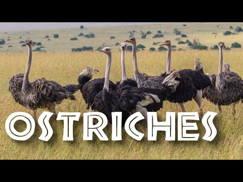 Video: About the size of an ostrich egg and something from the life of ostriches