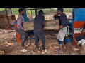 Hydraulic Log🔥 Debarking Machine Heavy Full Working Process