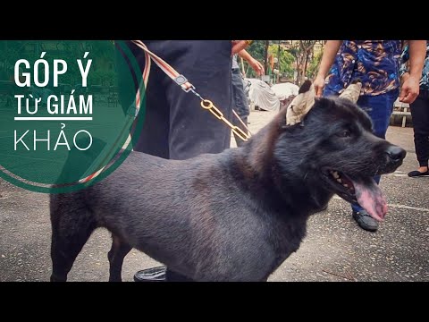 Video: Khảo sát độc giả: 5 giống chó không thông minh