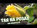 Тля на Розах 🌹 Полезные советы про цветы 🥀 Сад огород с Хитсад