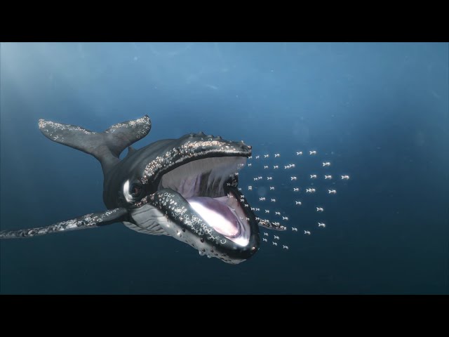 How humpback whales hunt down tiny fish class=