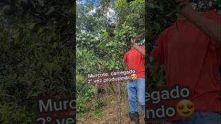 😍Muito carregado, Murcote! #murcote #bergamota #citricos  #mexerica #roça #pomar #frutiferas #frutas