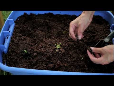 Video: Pelkės sodo sodintuvo kūrimas: ar galite užauginti pelkinį sodą vazone