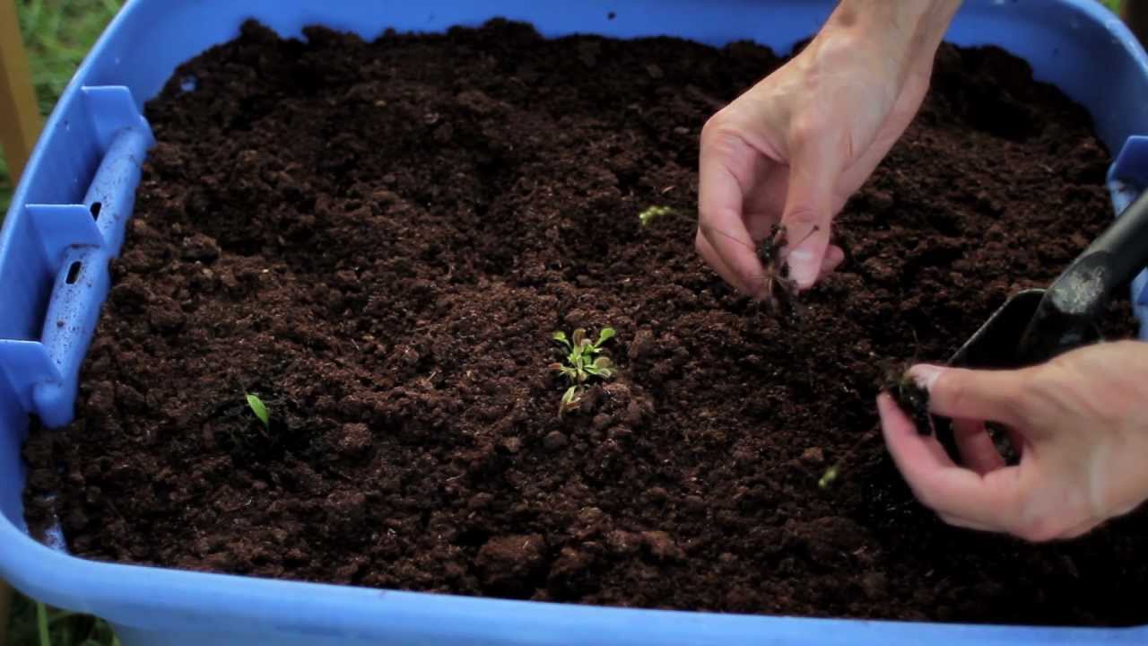 How to Make a Hydroponic Bog Garden (Water Recycling) photo pics How to Make a Hydroponic Bog Garden (Water Recycling)