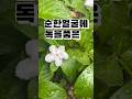 촉촉한 피부의 비결은 역시… 수분공급! #기생초 #브룬펠시아자스민 #만데빌라 #코스모스 #백일홍 #능소화