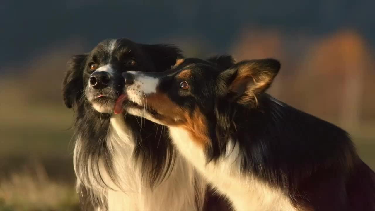 dog licking muzzle