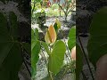 Bunga cantik CV. Agrojaya Kotim #atph #atphsmkn1mhs #tanamanhias